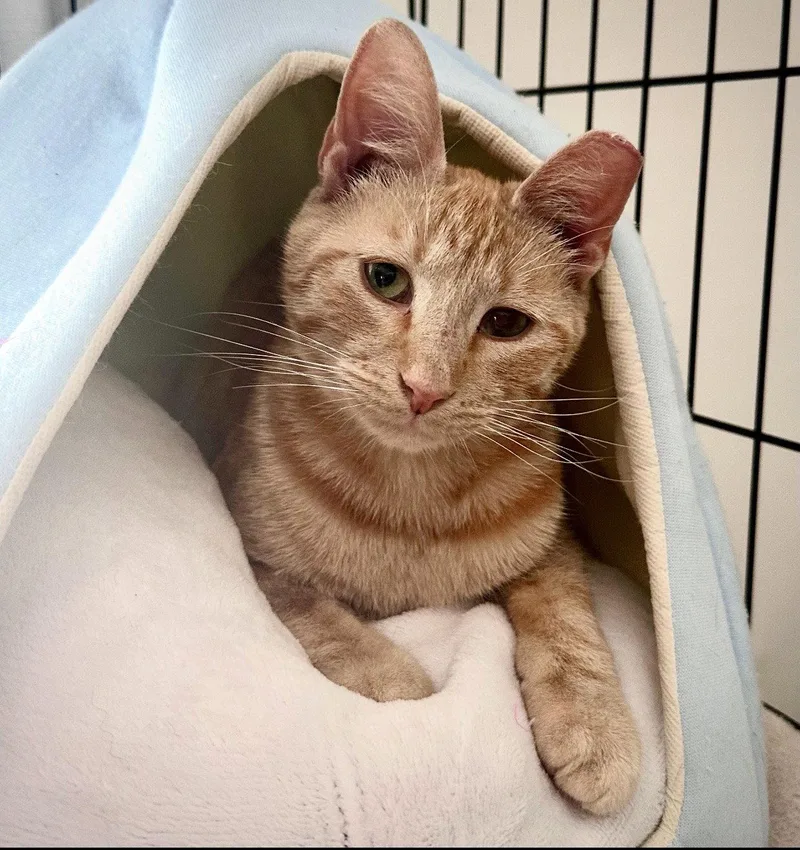 A young medium-sized male Orange / Red Domestic Short Hair cat named Bill for adoption in Locust Grove, VA