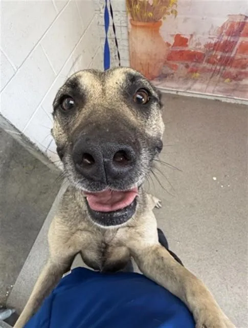 A young large-sized female German Shepherd Dog dog named Soka for adoption in San Bernardino, CA