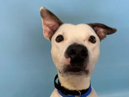 An adult medium-sized male Pit Bull Terrier dog named Toyota for adoption in Woodbury, MN