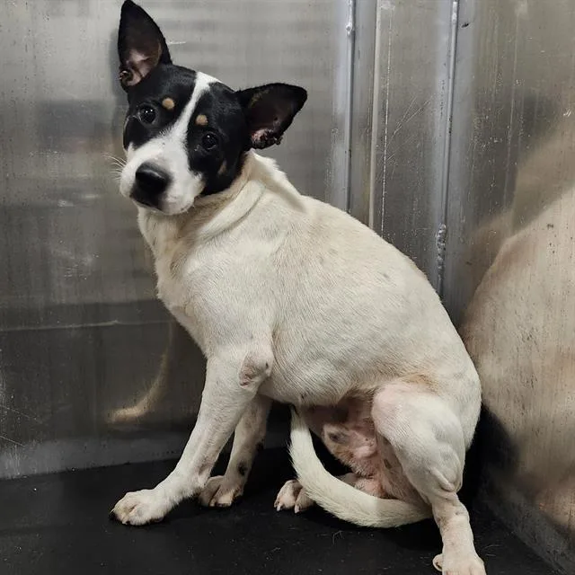 An adult small-sized male Chihuahua dog named Teddy for adoption in San Antonio, TX