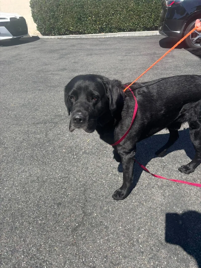 An adult large-sized male Labrador Retriever dog named SBC Blaze for adoption in San Diego, CA
