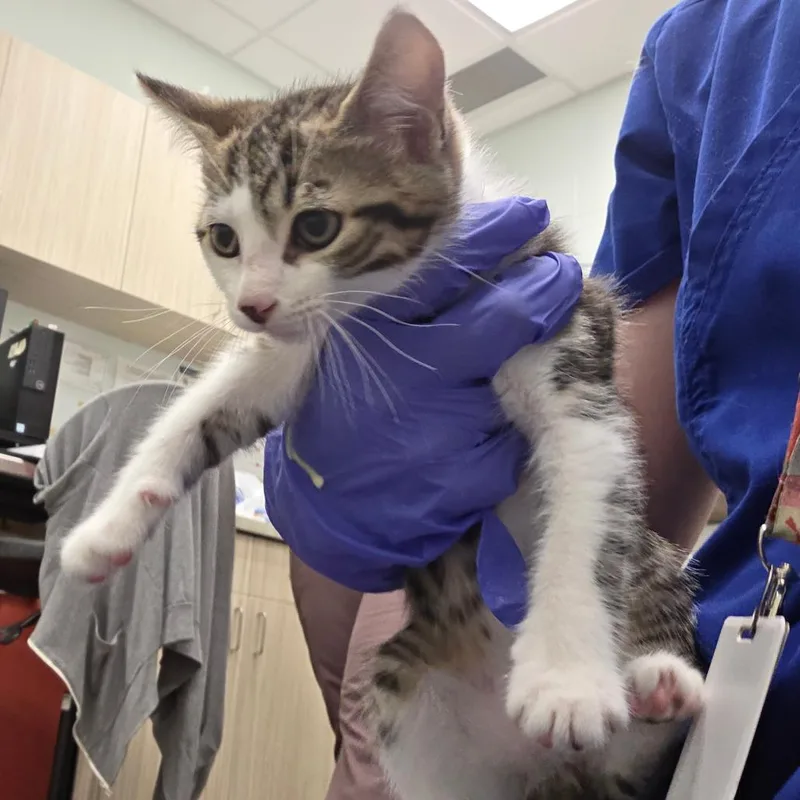 A baby small-sized male White Domestic Short Hair cat named Potato Head for adoption in Chattanooga, TN