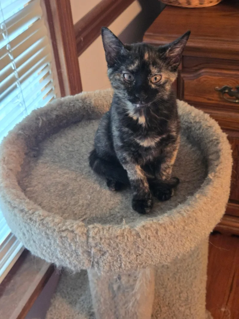 A baby medium-sized female Tortoiseshell cat named Spice for adoption in Jeffersonville, IN