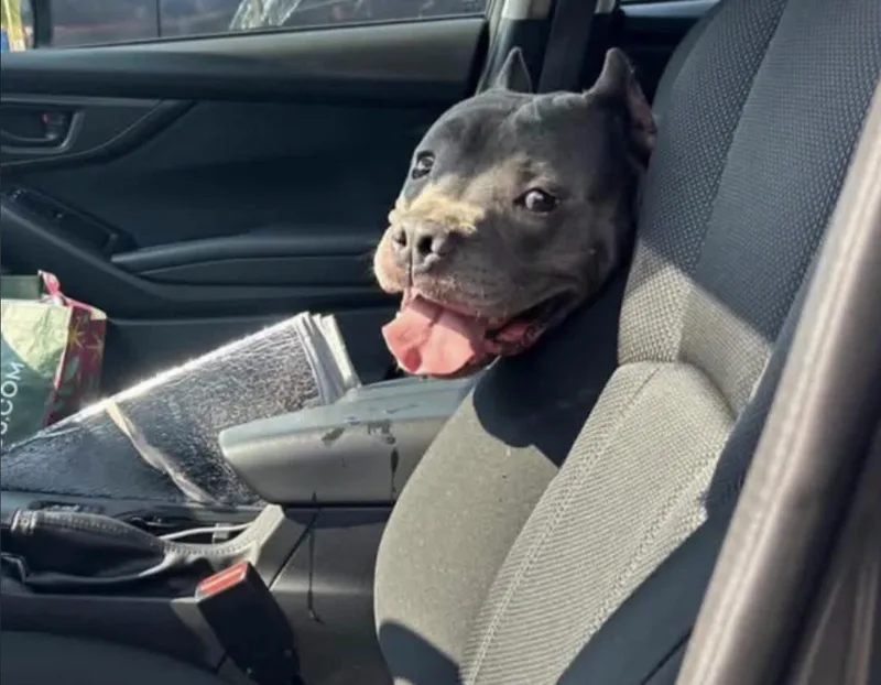 An adult large-sized male Gray / Blue / Silver American Bully dog named Crash for adoption in Rochester, NY