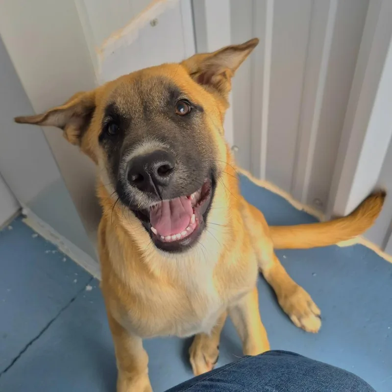 A baby medium-sized male Belgian Shepherd / Malinois dog named Lane for adoption in Moriarty, NM