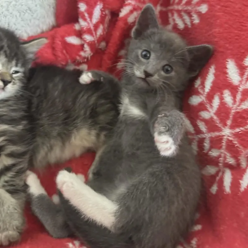 A baby small-sized female Gray / Blue / Silver Domestic Short Hair cat named Heidik for adoption in Reisterstown, MD