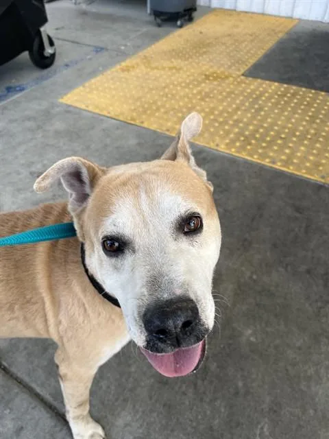 An adult large-sized male Pit Bull Terrier dog named Koda for adoption in Bakersfield, CA