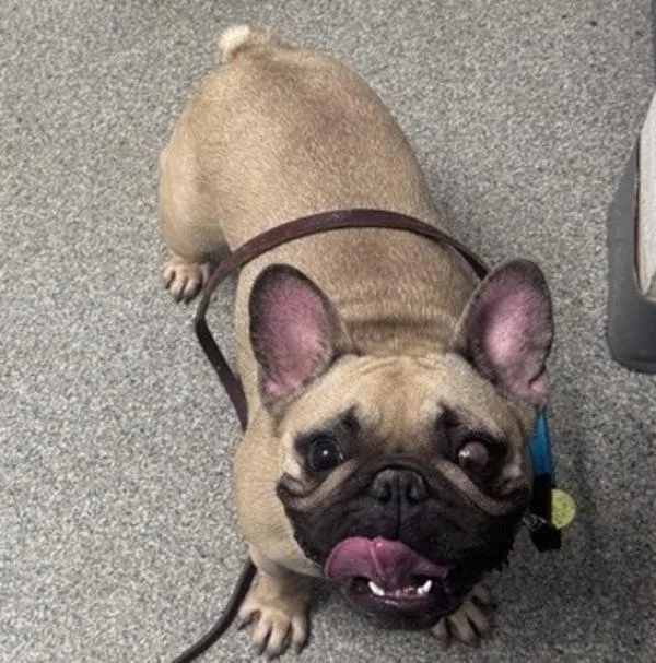 An adult small-sized female French Bulldog dog named Zooey for adoption in Escondido, CA