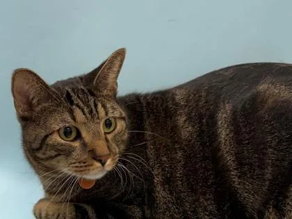An adult large-sized male Domestic Short Hair cat named Buddy aka Mario Robbins for adoption in Woodbury, MN