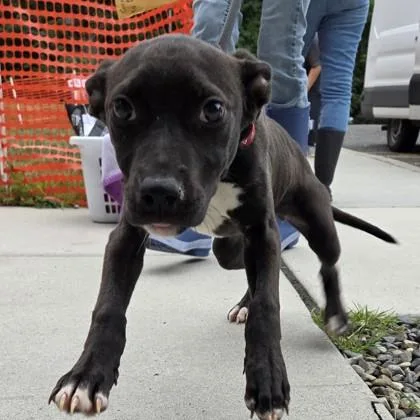 A baby medium-sized female Mixed Breed dog named Kora for adoption in Voorhees, NJ