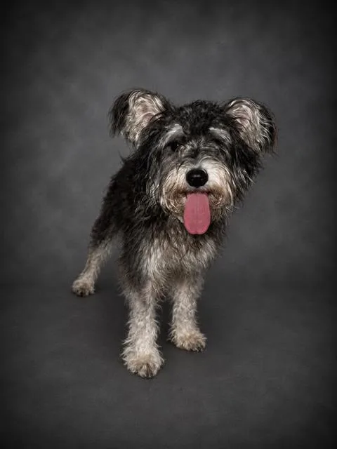 A young small-sized female Yorkshire Terrier dog named Christy for adoption in Winter Haven, FL