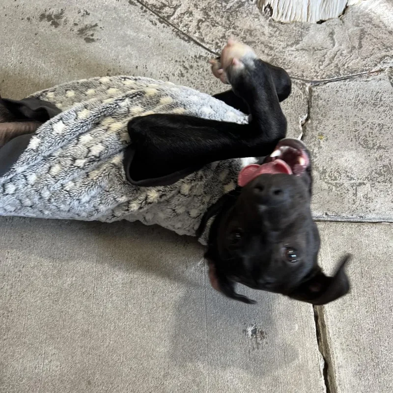 An adult medium-sized male Black Mixed Breed dog named Cholo for adoption in Las Cruces, NM