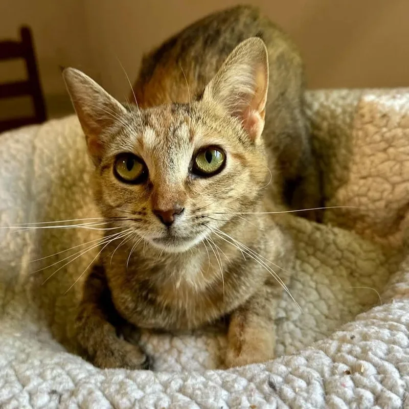 A young medium-sized female Torbie Domestic Short Hair cat named Fruhling for adoption in Landenberg, PA