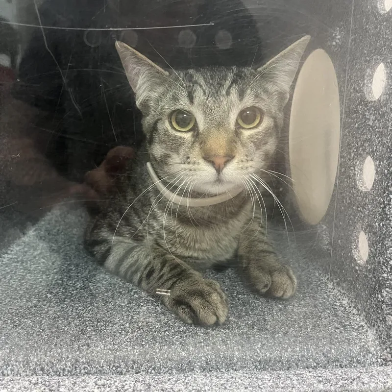 A young medium-sized male Brown / Chocolate Domestic Short Hair cat named Chip for adoption in Newark, NJ