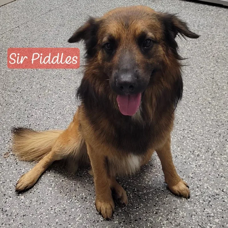 Sir Piddles