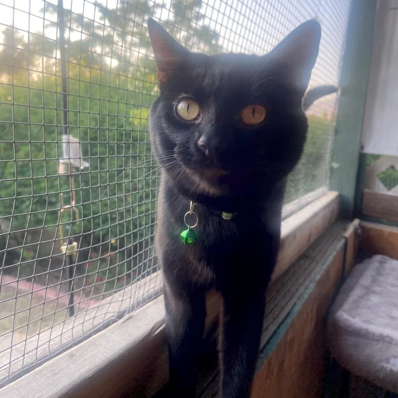 A young medium-sized male Black Domestic Short Hair cat named Js for adoption in Redlands, CA