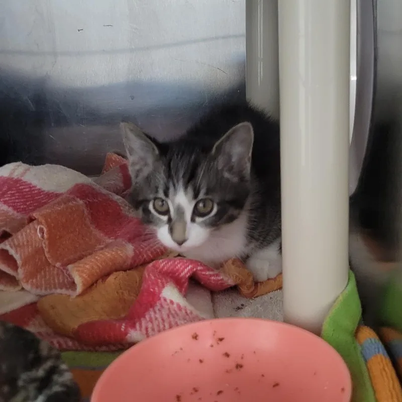 A baby small-sized female Brown / Chocolate Domestic Short Hair cat named Sasha for adoption in Grand Rapids, MI