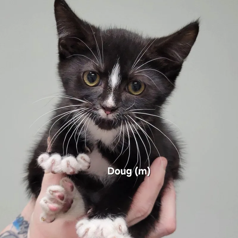 A baby medium-sized male Black & White / Tuxedo Domestic Short Hair cat named Doug for adoption in Mazon, IL