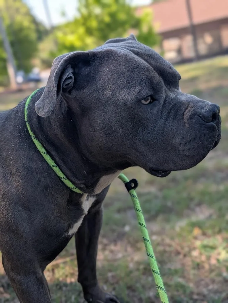 An adult large-sized male Mixed Breed dog named Biscuit for adoption in Douglasville, GA