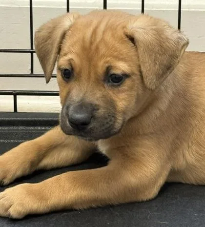 A baby small-sized male Mixed Breed dog named Romulus for adoption in Lawrenceville, GA