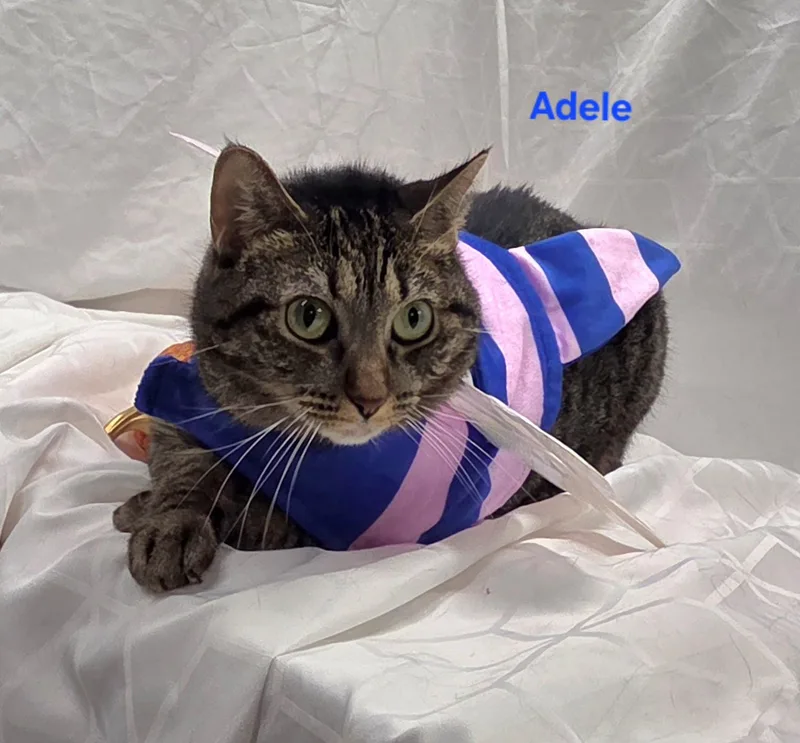 A young medium-sized female Tabby cat named Adele for adoption in Whitewater, WI