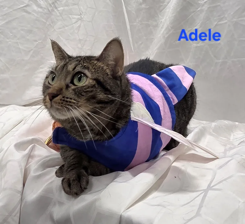 Adele thumbnail 2