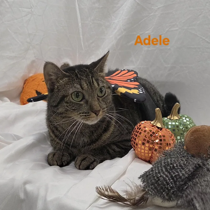 Adele thumbnail 3