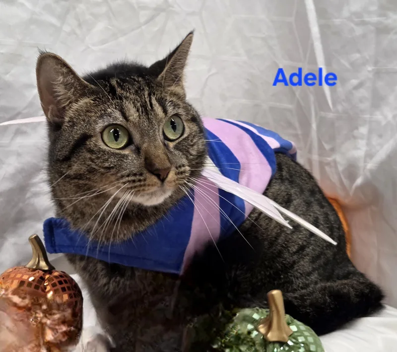 Adele thumbnail 4