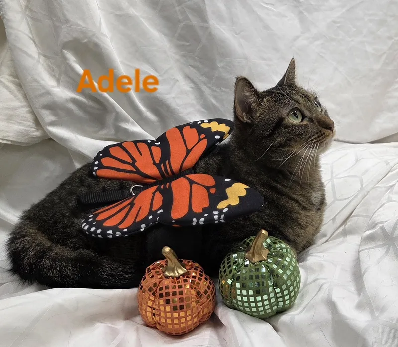 Adele thumbnail 5