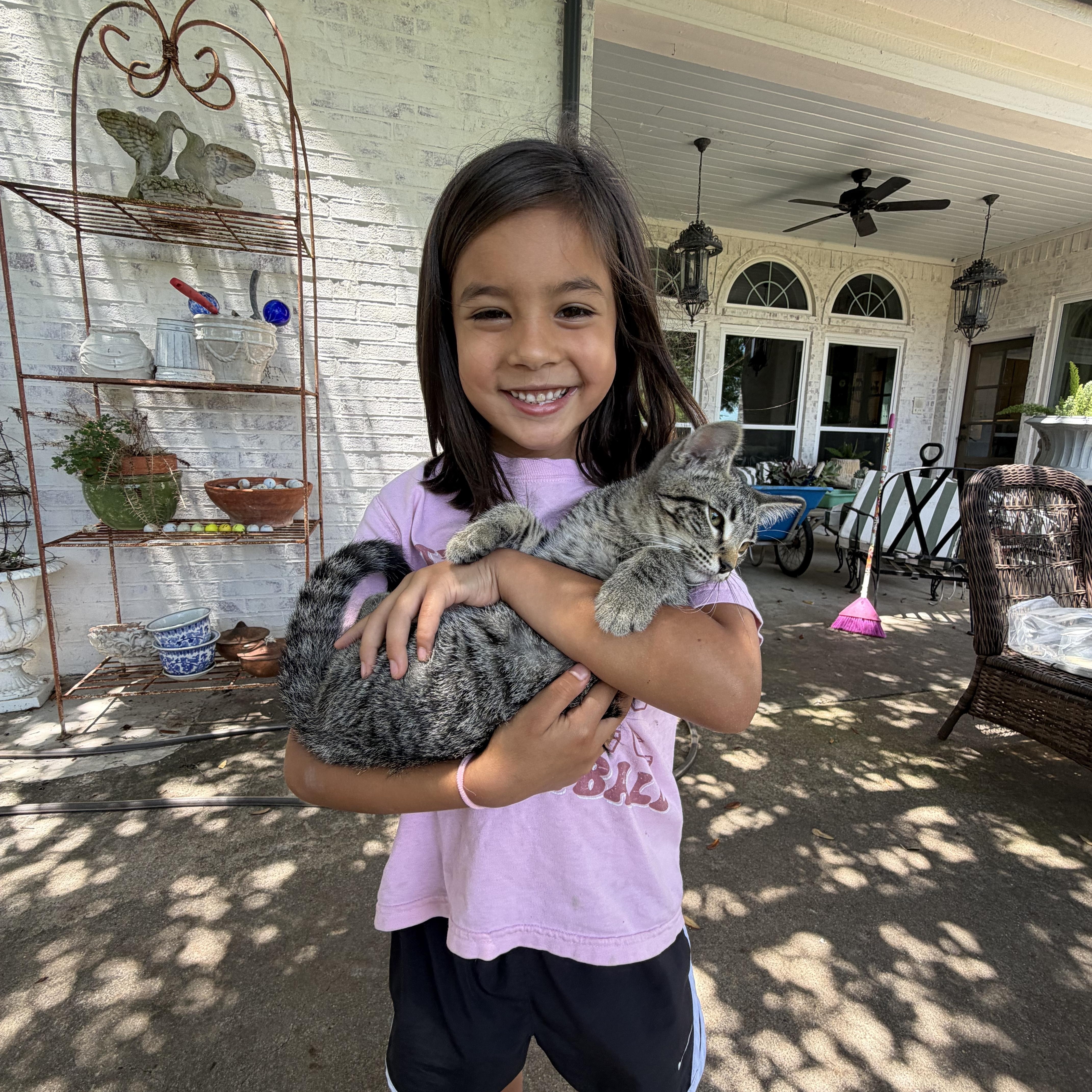 A baby medium-sized female Tabby (Gray / Blue / Silver) Domestic Short Hair cat named Queenie for adoption in Fort Worth, TX