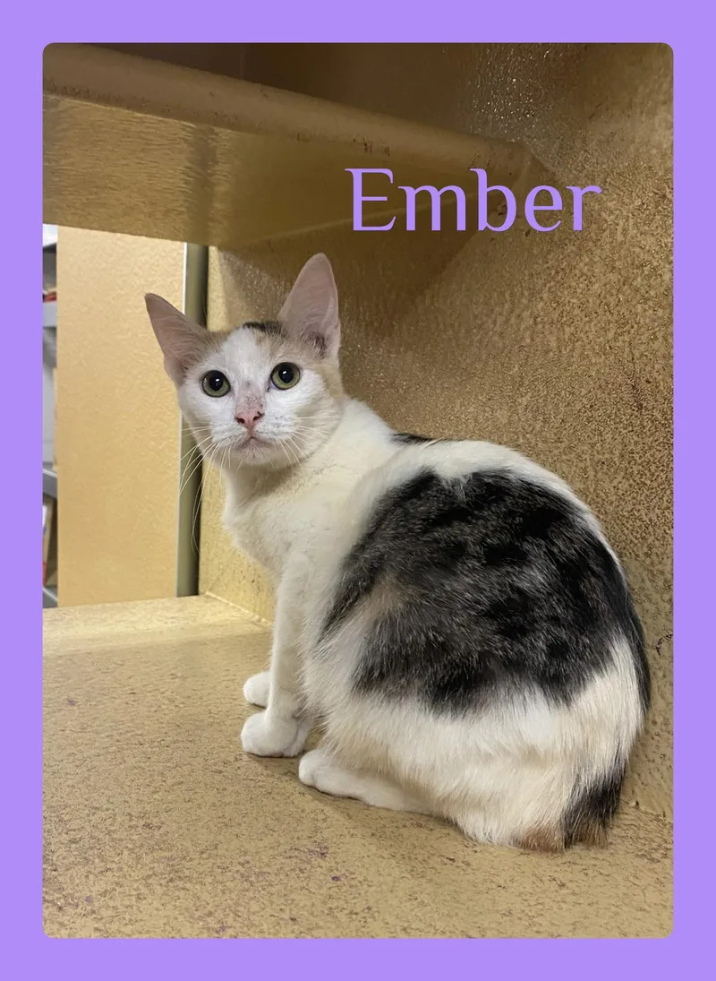 Ember