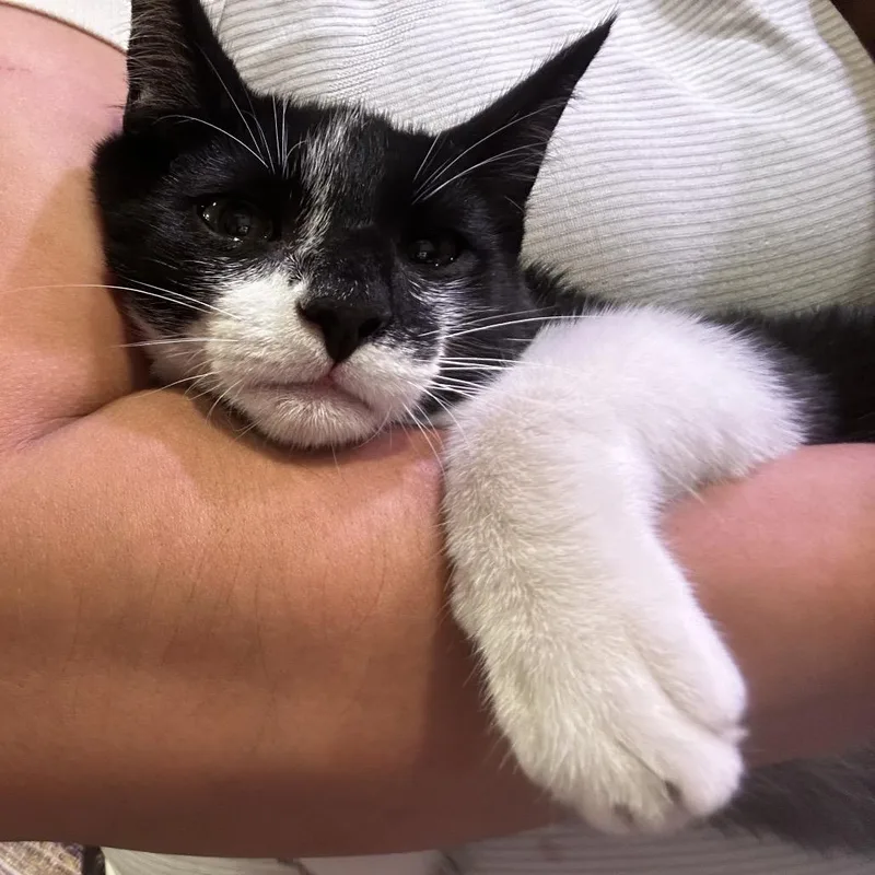 A baby small-sized male Black Domestic Short Hair cat named Chief for adoption in Long Beach, CA
