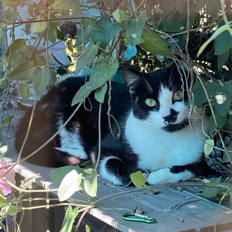 A young small-sized female Black Domestic Short Hair cat named Joni for adoption in San Pablo, CA