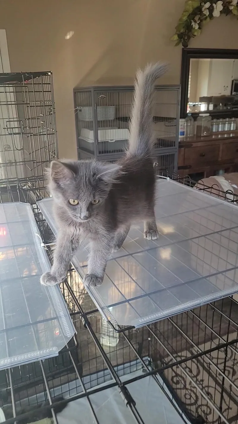 A baby small-sized male Nebelung cat named Gandolf for adoption in Escalon, CA