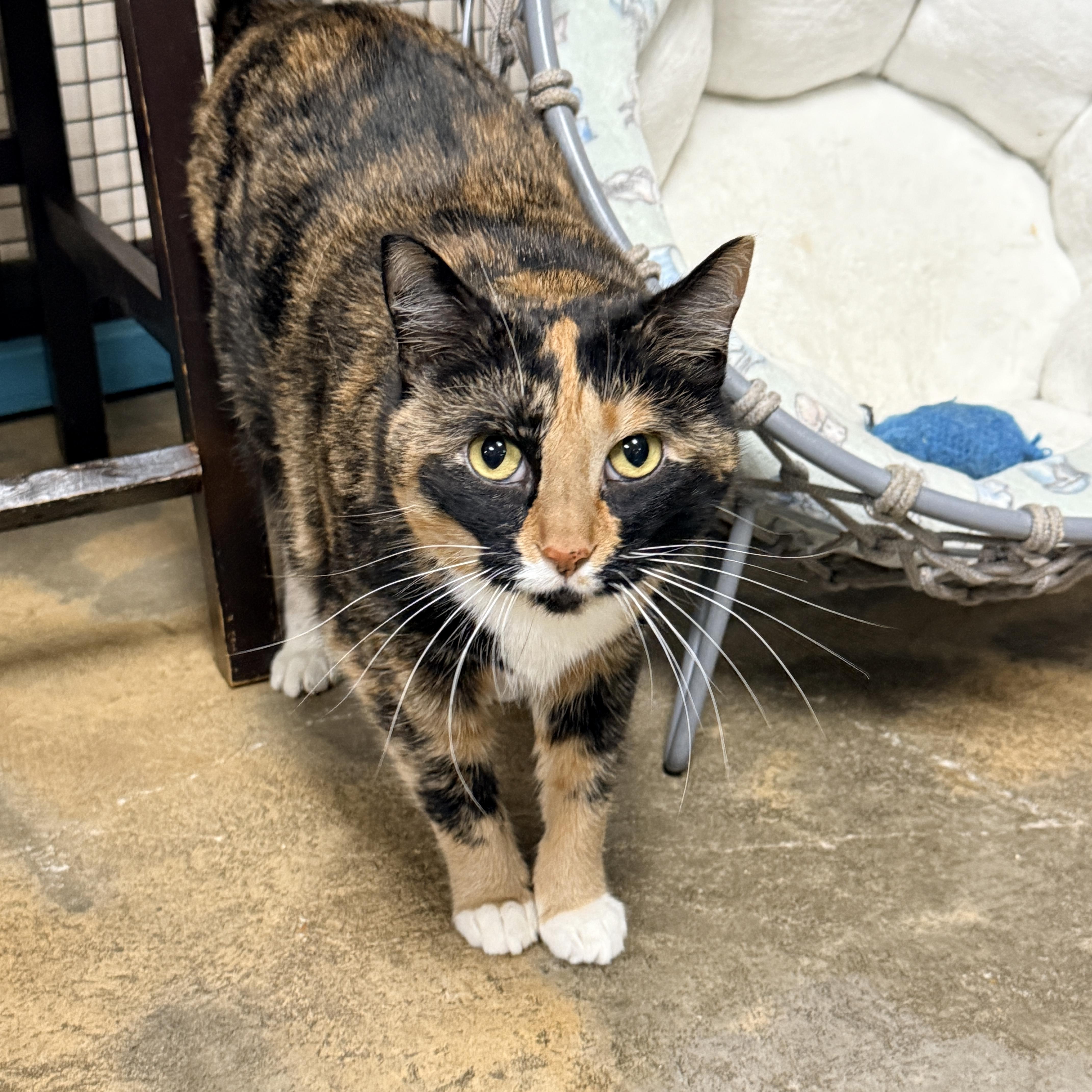 An adult large-sized female Calico cat named Thelma for adoption in Collierville, TN