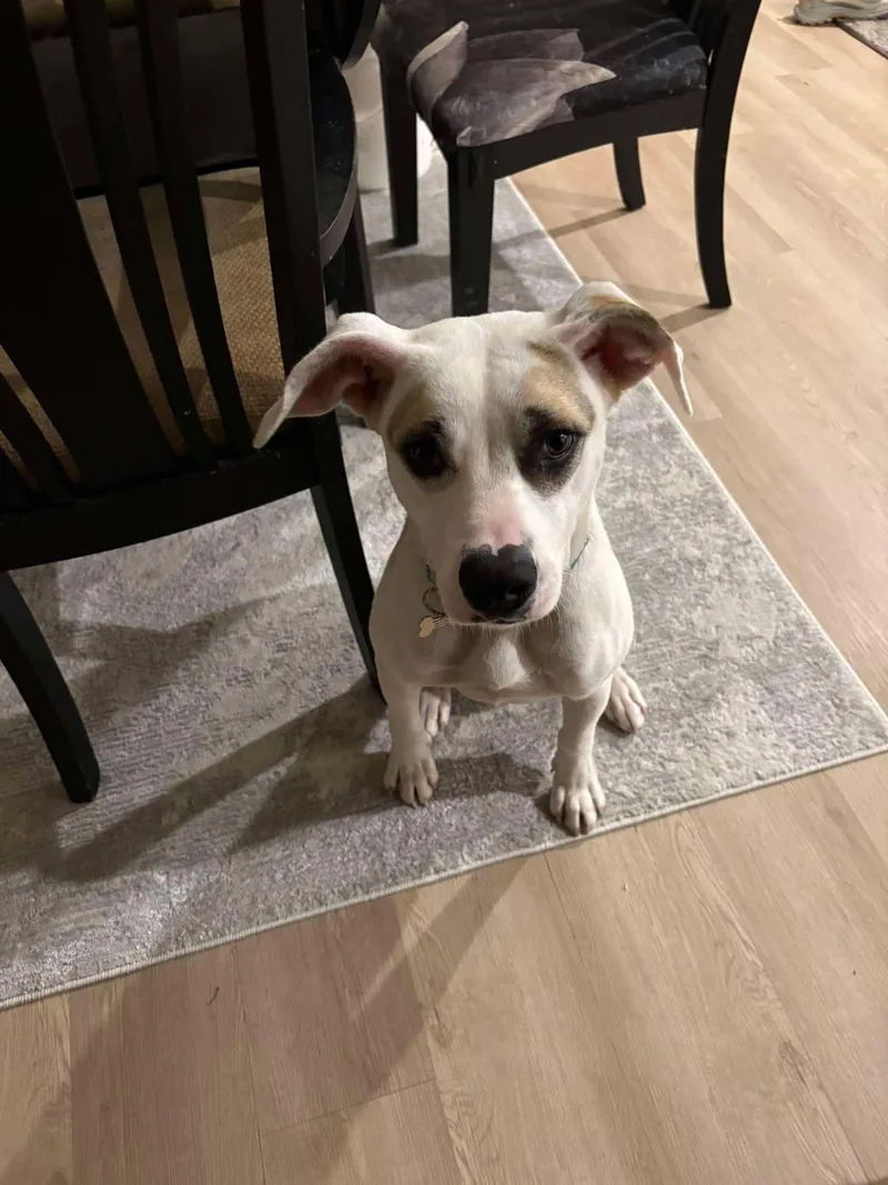 An adult medium-sized female Mixed Breed dog named Fiesta for adoption in Grand Forks, ND