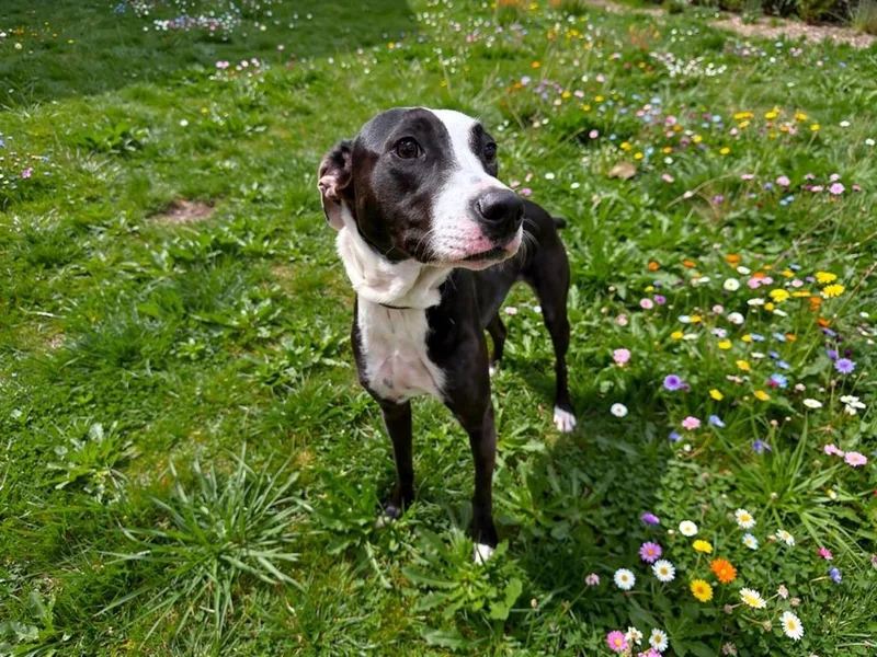 A young medium-sized female Labrador Retriever dog named Pypa for adoption in Sebastian, FL