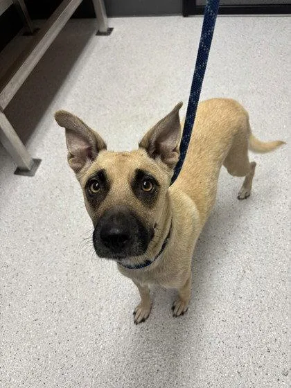 A young medium-sized female Norwegian Buhund dog named Fiona for adoption in Oakland, CA