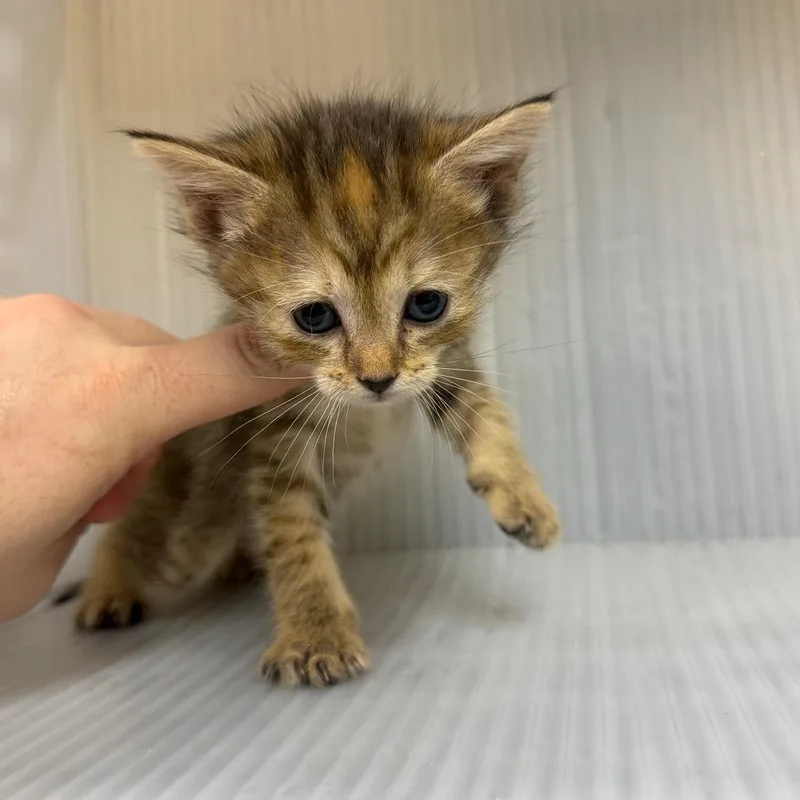 A baby small-sized female Orange / Red Domestic Short Hair cat named Converter for adoption in Pauls Valley, OK