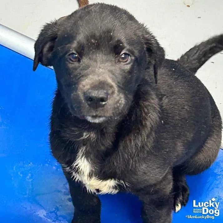 A baby large-sized female Retriever dog named Caylee for adoption in Washington, DC