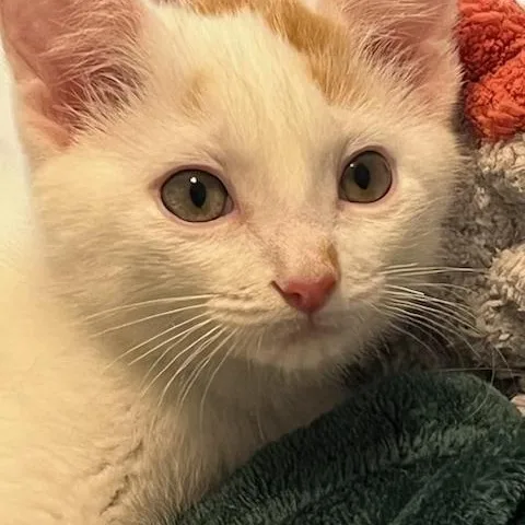 A baby medium-sized male Buff & White Turkish Van cat named Phil And Bill for adoption in Bethel, CT