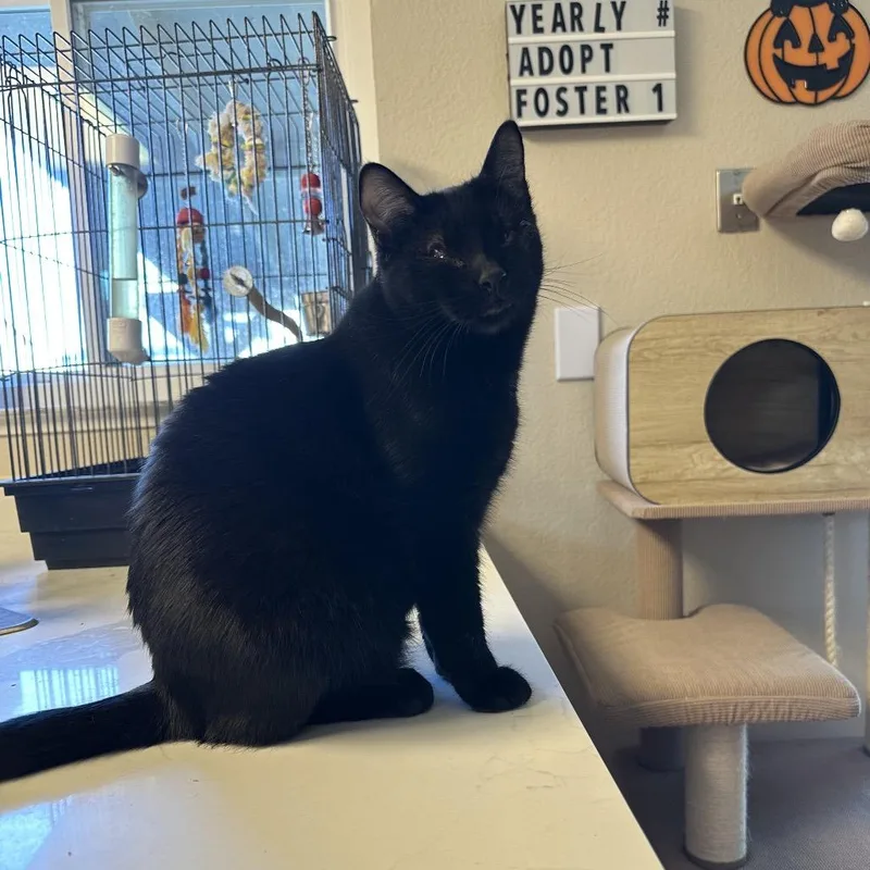 An adult medium-sized male Black Domestic Short Hair cat named Maynard for adoption in Suisun City, CA