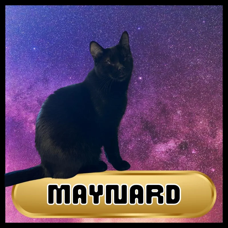 Maynard thumbnail 4