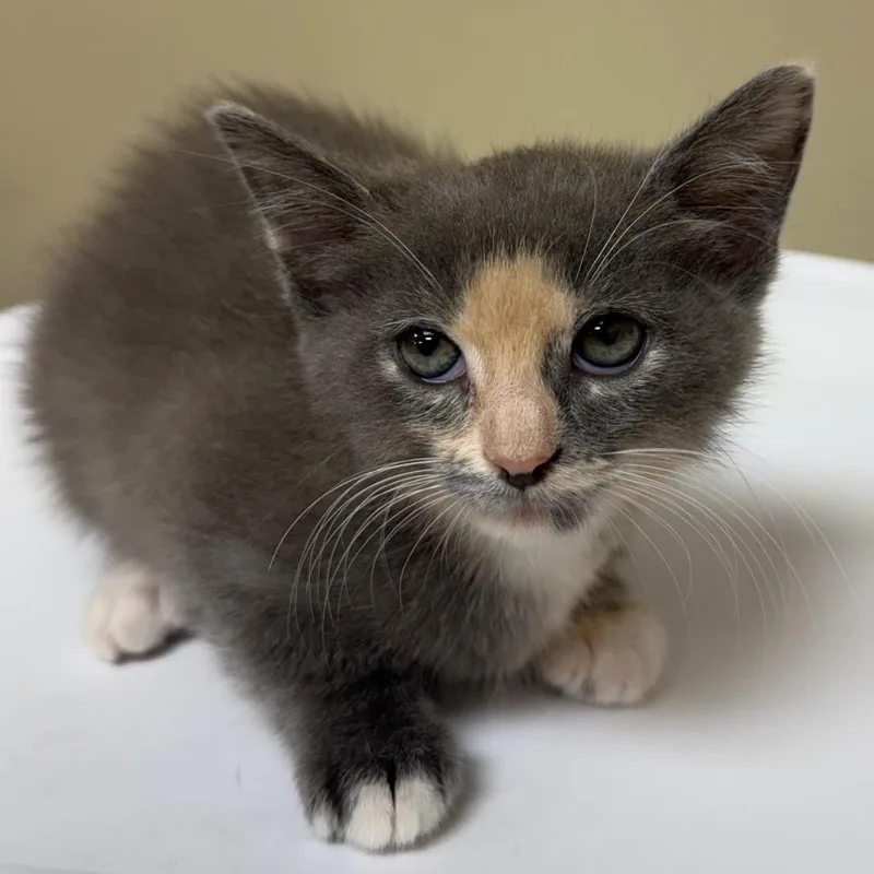 A baby small-sized female Tortoiseshell Domestic Short Hair cat named Bitsy for adoption in Birmingham, AL