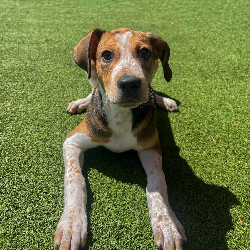 A baby medium-sized male Yellow / Tan / Blond / Fawn Hound dog named Ranger for adoption in Gainesville, GA