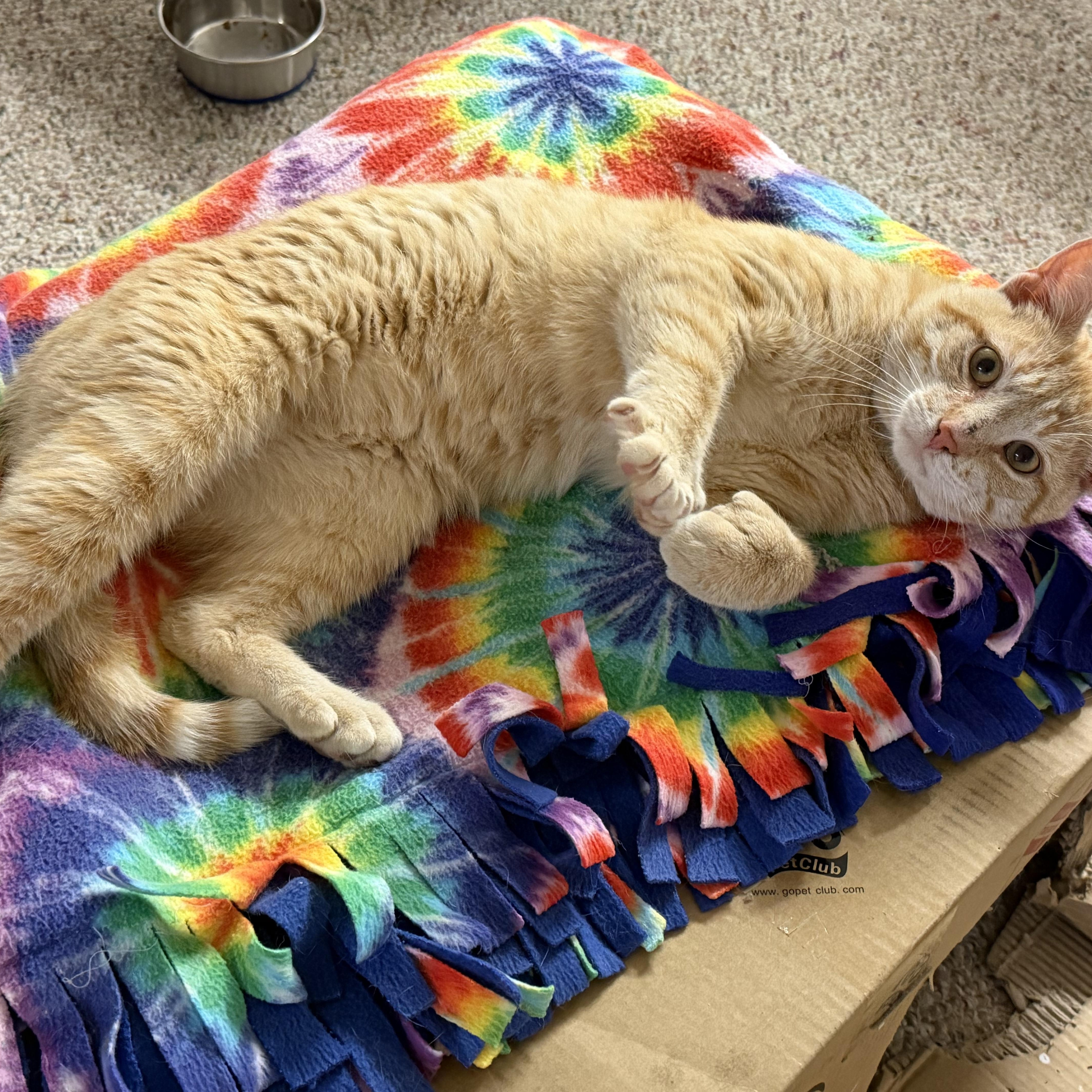 A young medium-sized male Orange / Red Domestic Short Hair cat named Chet for adoption in Mechanicsburg, PA