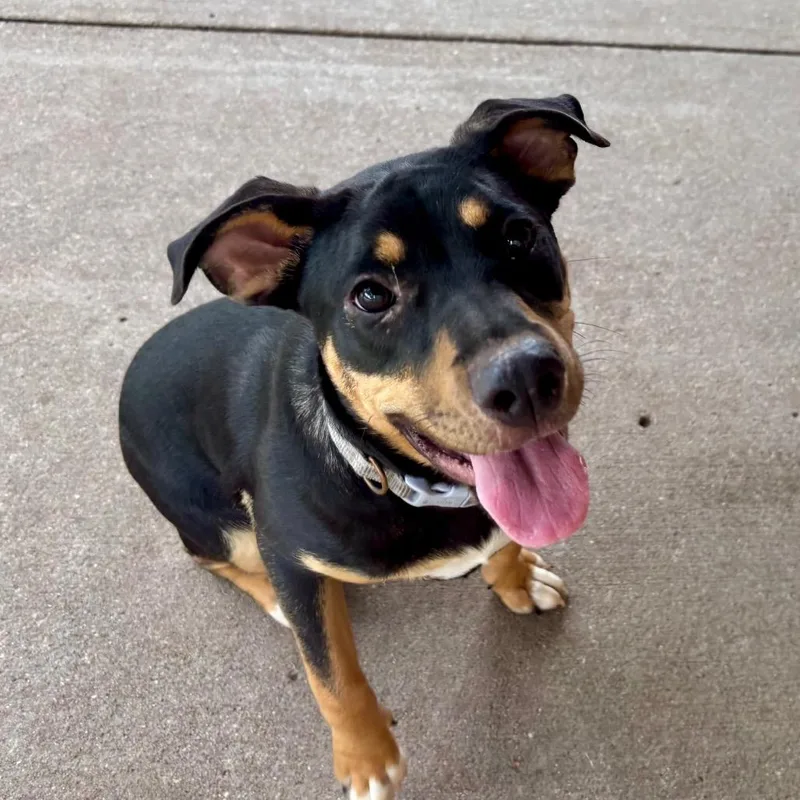 A young medium-sized female Black Mixed Breed dog named Croquet for adoption in Edwardsville, IL