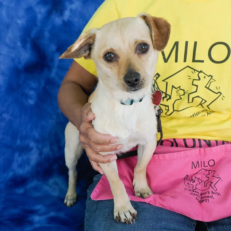 An adult small-sized male Yellow / Tan / Blond / Fawn Chihuahua dog named Forest for adoption in Point Richmond, CA
