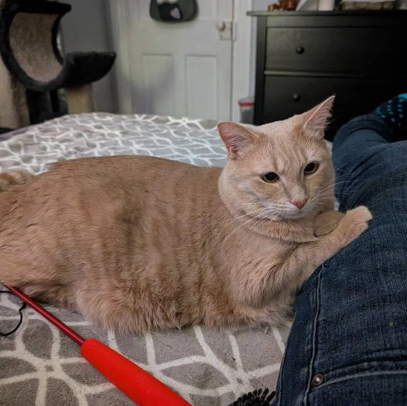 Pumpkinpretty Buff Miss thumbnail 2