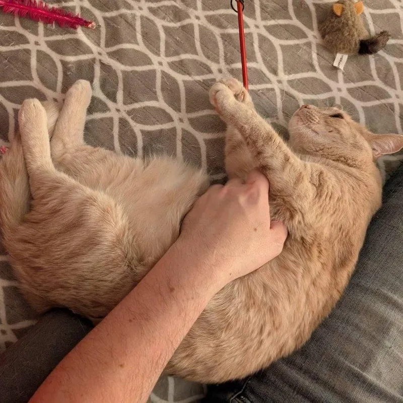 Pumpkinpretty Buff Miss thumbnail 3